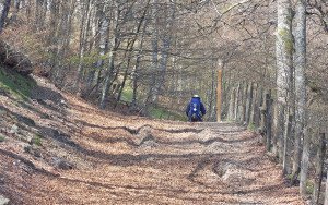 Peregrino atravesando un espeso bosque gallego.