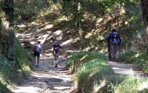 camino frances sarria santiago