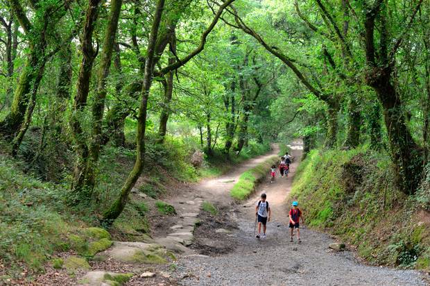 Walking through oak woodland on the final stretch of the French Way. Photo: Pól Ó Conghaile